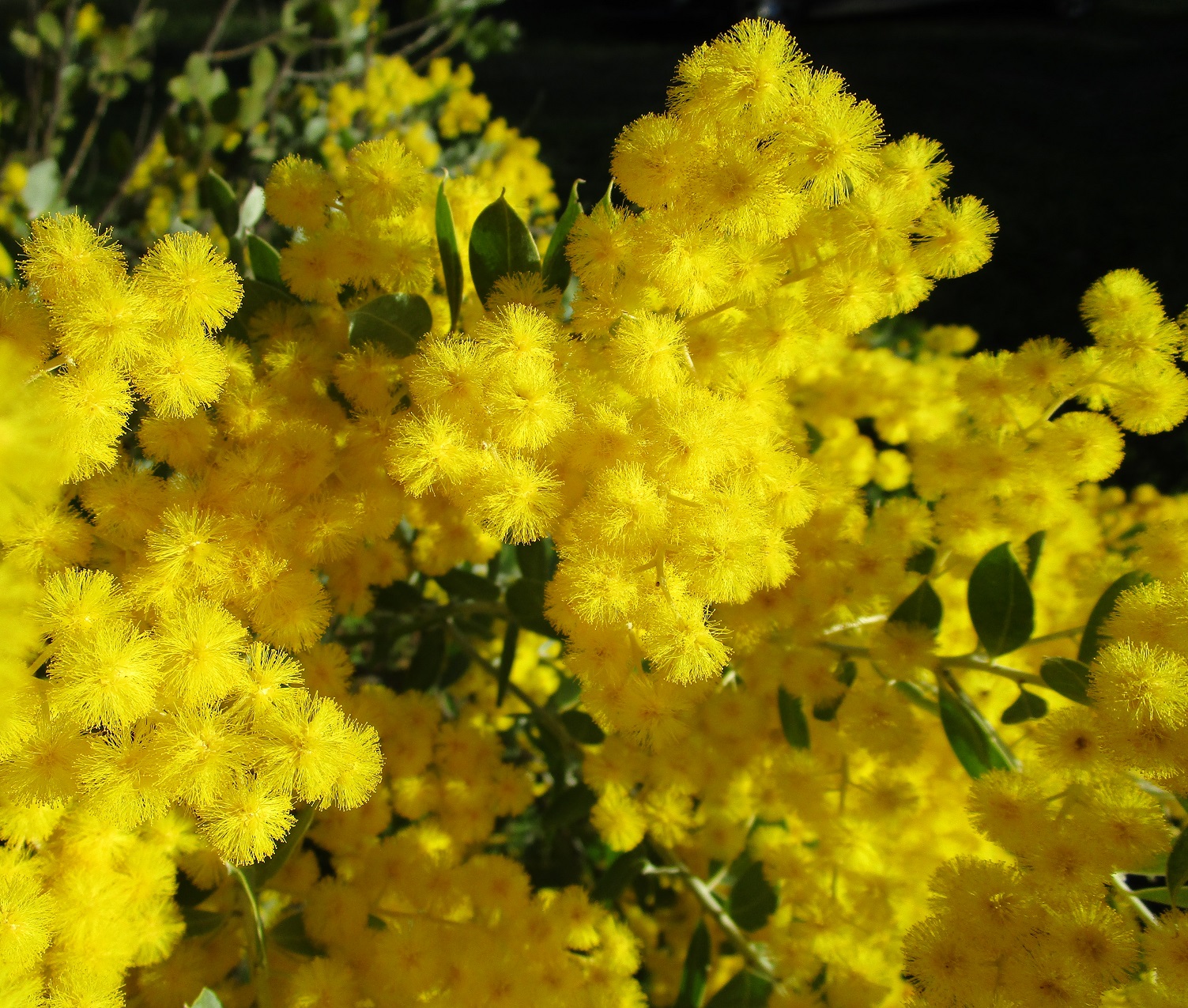 wattle blossom